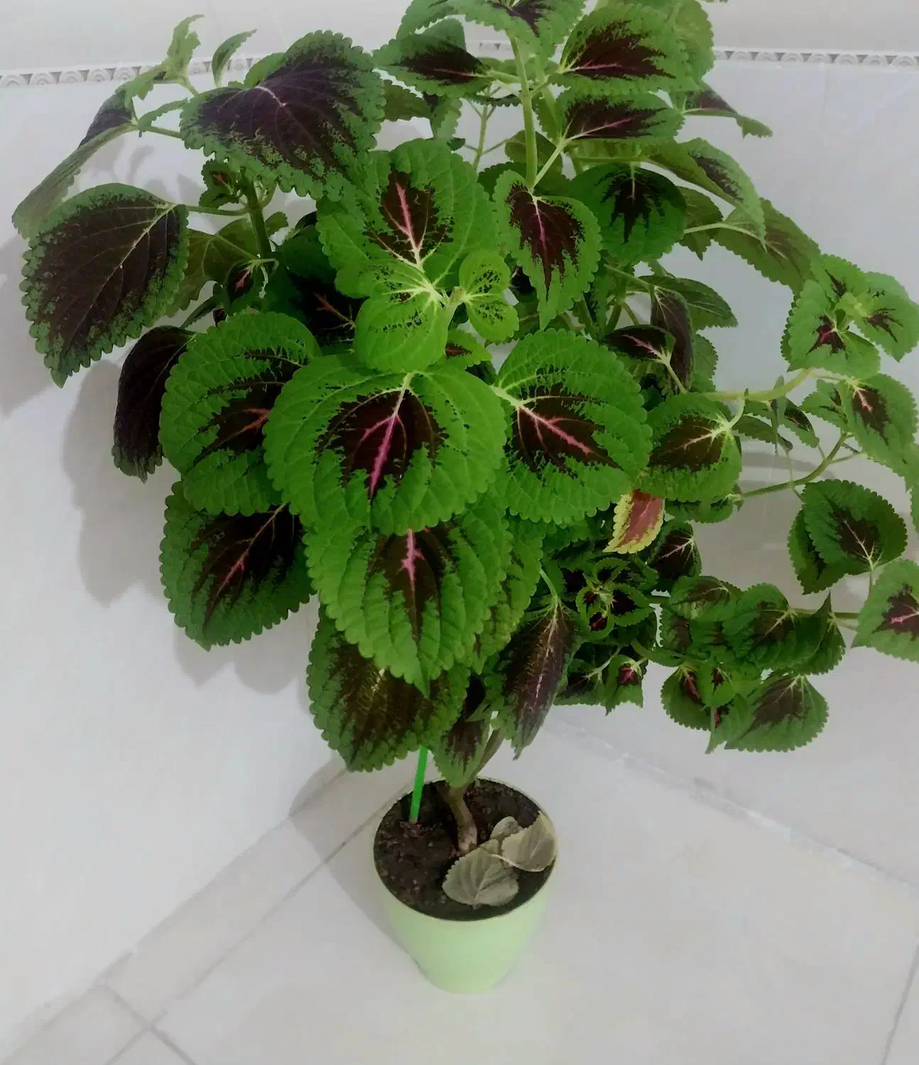 گل اپارتمانی|گل و گیاه طبیعی|فردیس, نیروگاه برق|دیوار