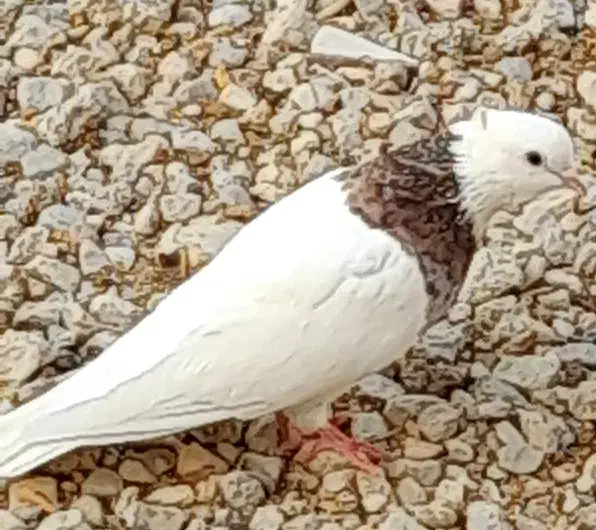 تعدادی کبوتر رنگی|پرنده|آبدان, |دیوار