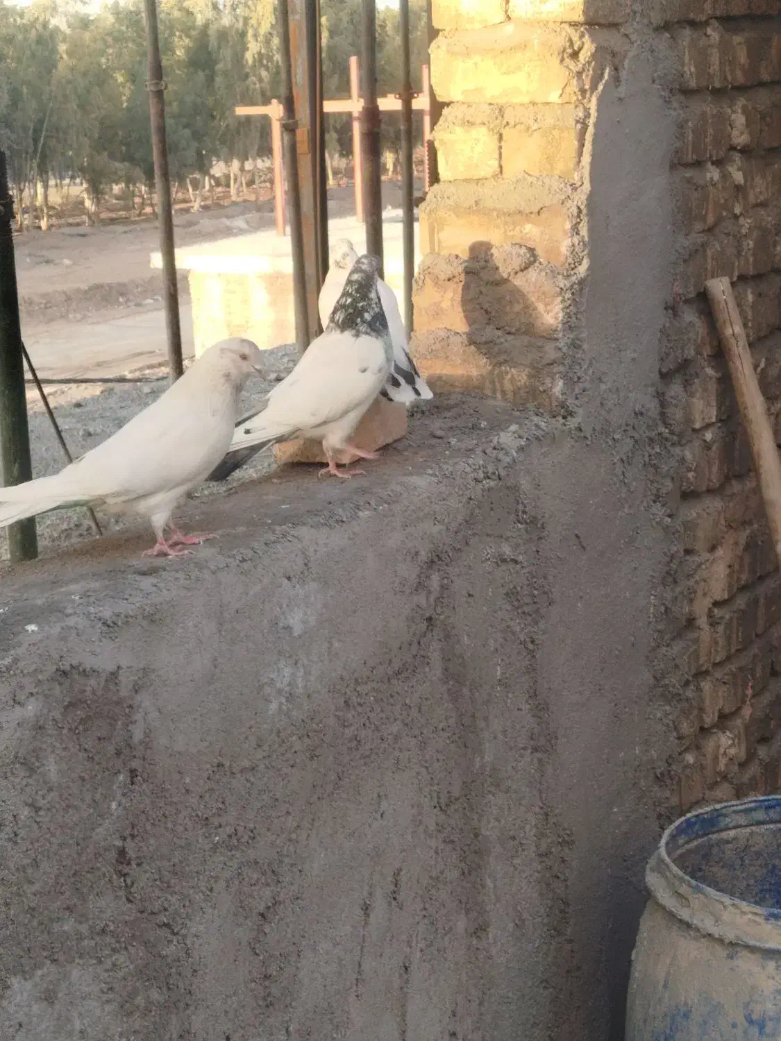 کفتر|حیوانات|قم, شهرک فاطمیه|دیوار