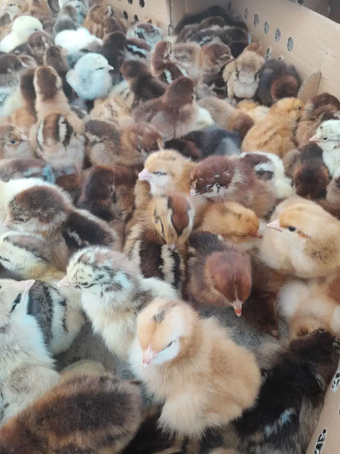 جوجه دوروزه|حیوانات مزرعه|بهبهان, |دیوار