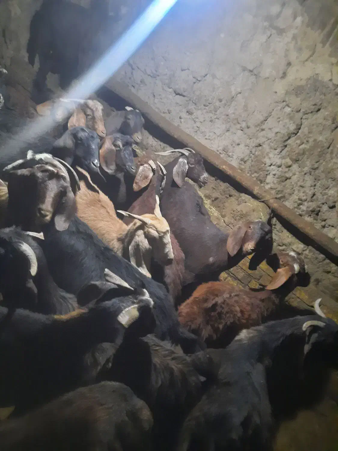 بز ابستن|حیوانات مزرعه|ایجرود, |دیوار