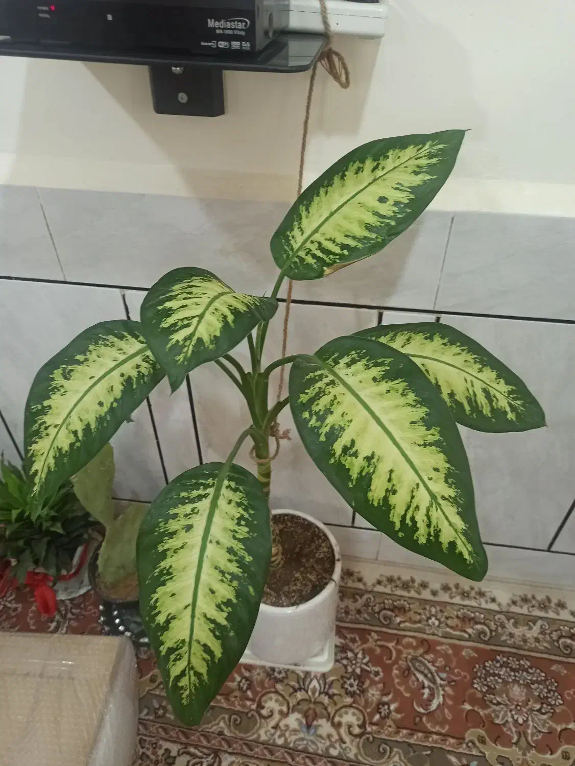 گل دیفن|گل و گیاه طبیعی|اندیمشک, |دیوار