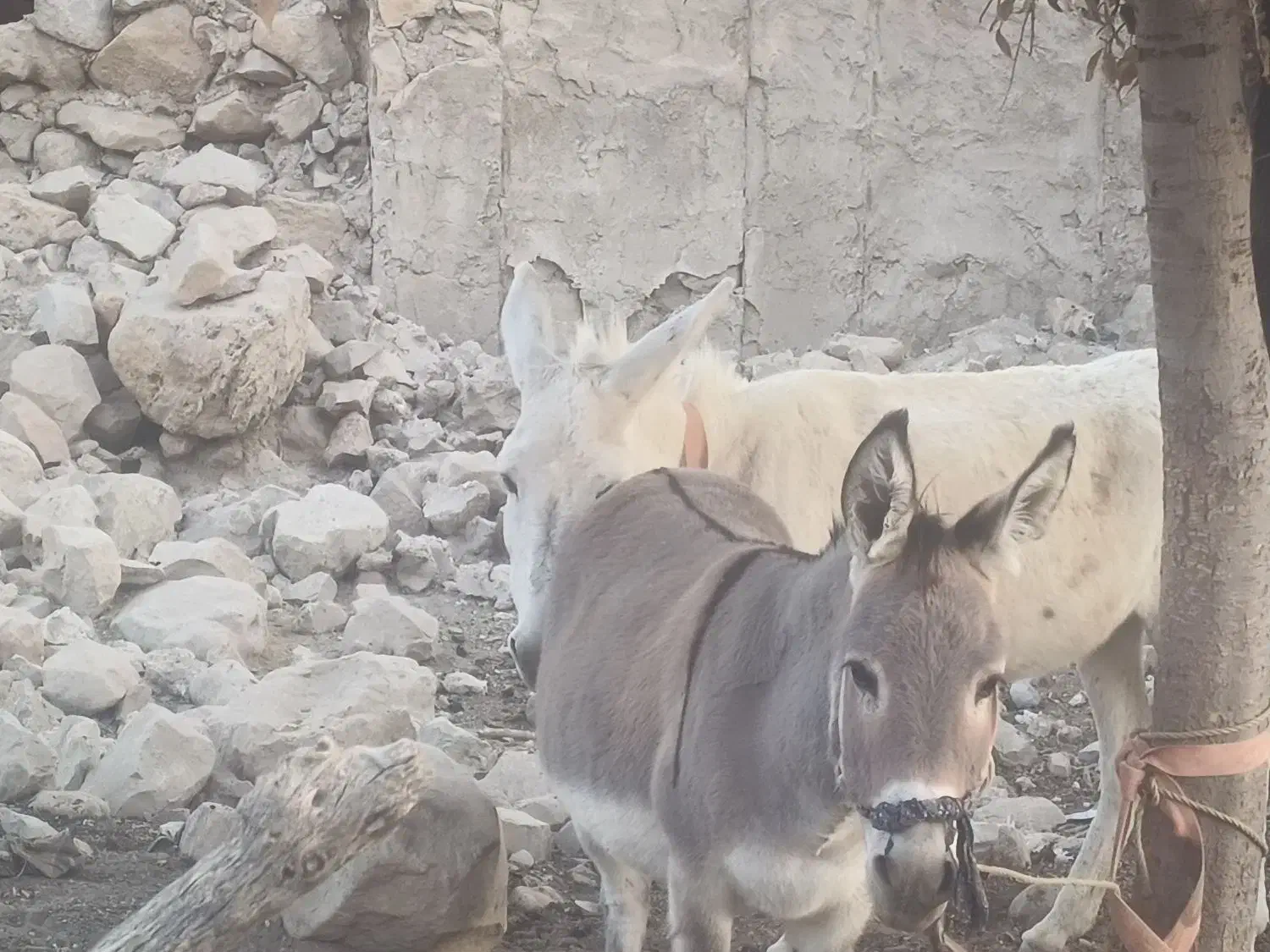 دو عدد الاغ جوان|حیوانات مزرعه|لنده, |دیوار