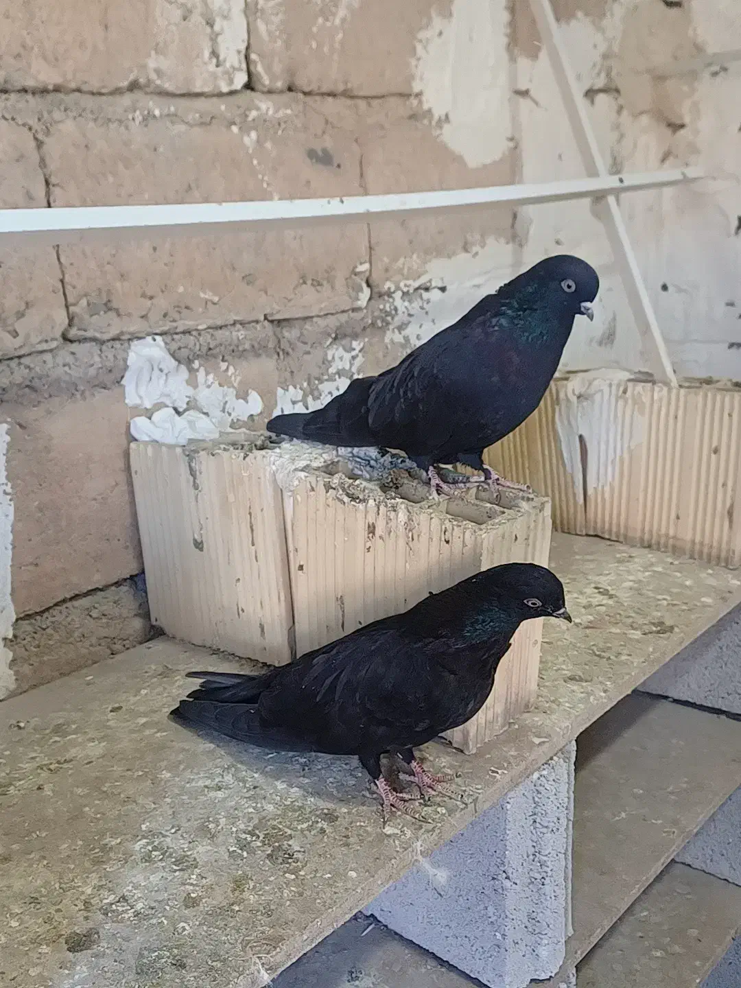 ۸ عدد کبوتر|پرنده|سردشت, |دیوار