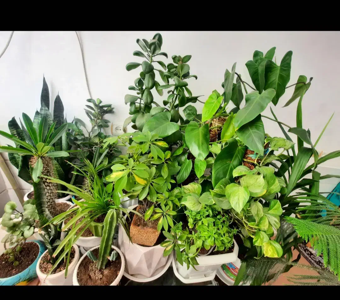 انواع گل و گلدان های خالی|گل و گیاه طبیعی|اراک, |دیوار