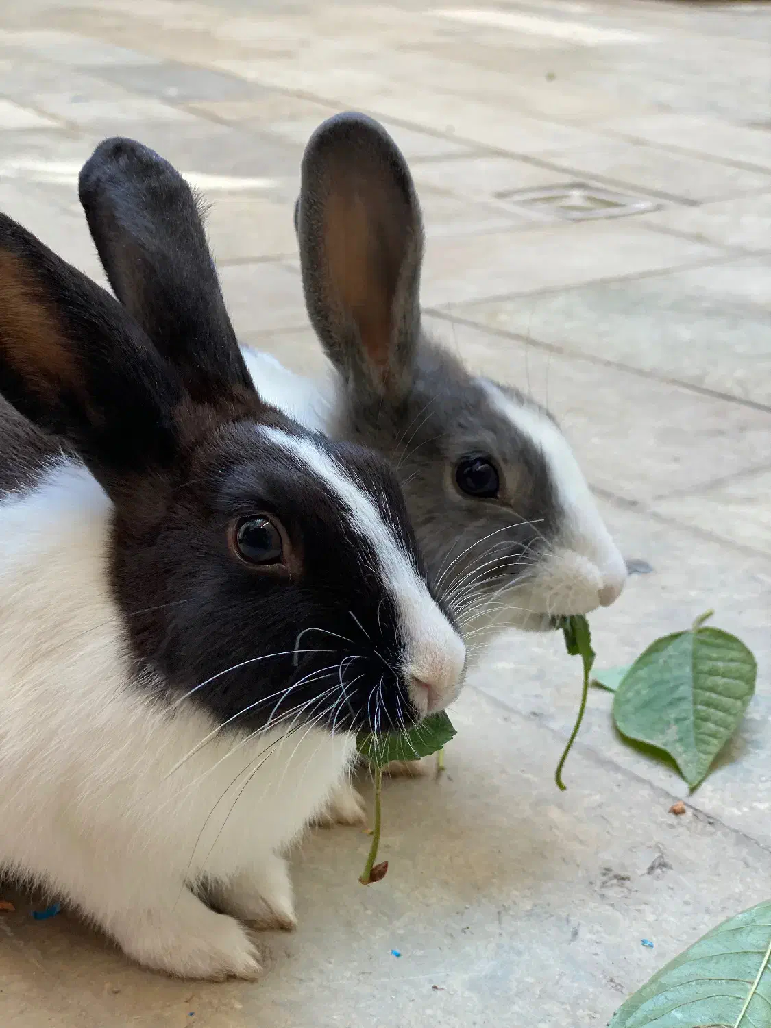 خرگوش|موش و خرگوش|قره ضیاالدین, |دیوار