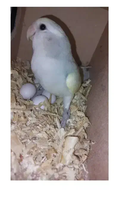 طوطی برزیلی اوپال جفت مولد|پرنده|شیراز, تندگویان|دیوار