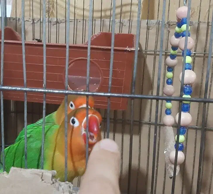 طوطی برزیلی|پرنده|چهاردانگه (تهران), |دیوار