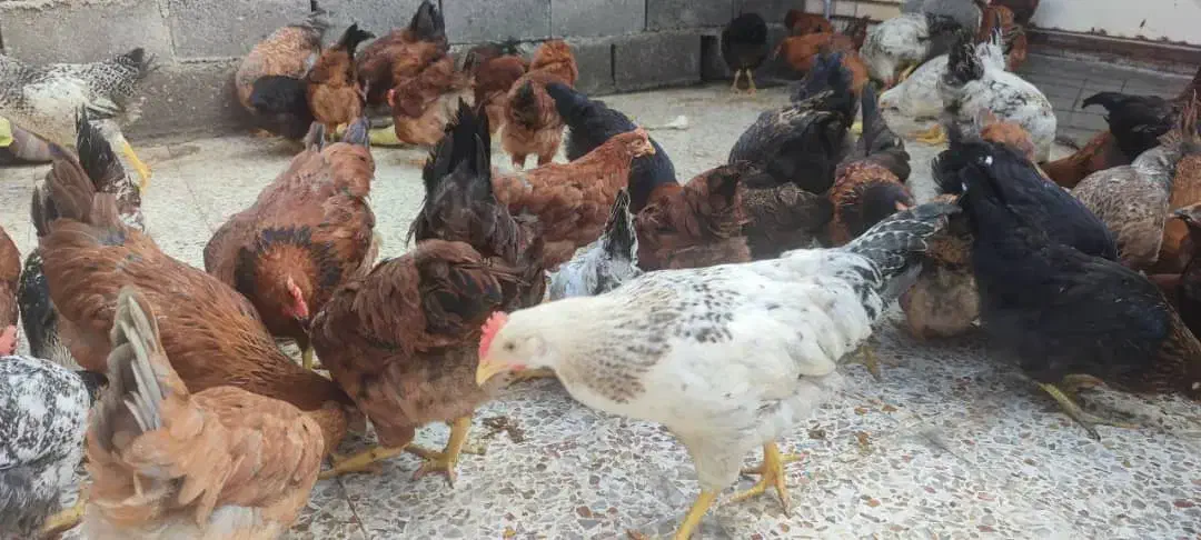 مرغ و خروس محلی|حیوانات مزرعه|بهبهان, |دیوار