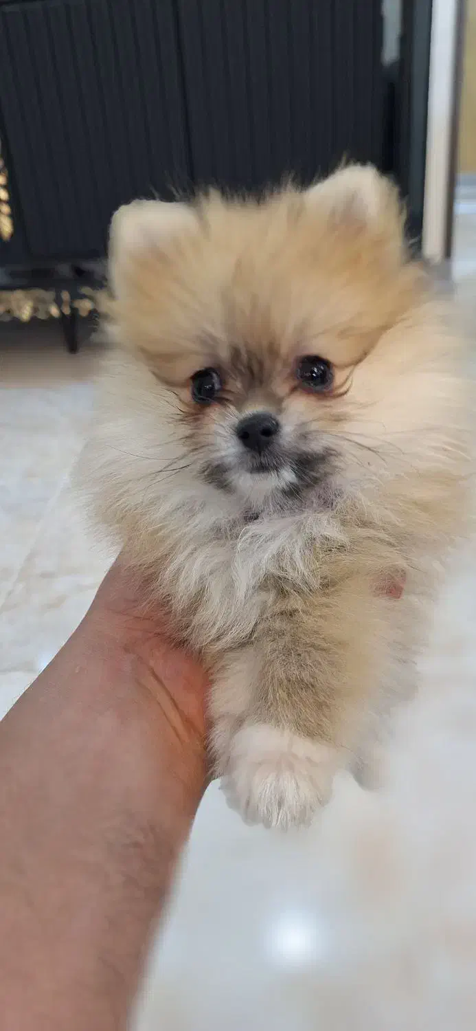 توله پامرانین|سگ|شاهینشهر, بانک استان|دیوار