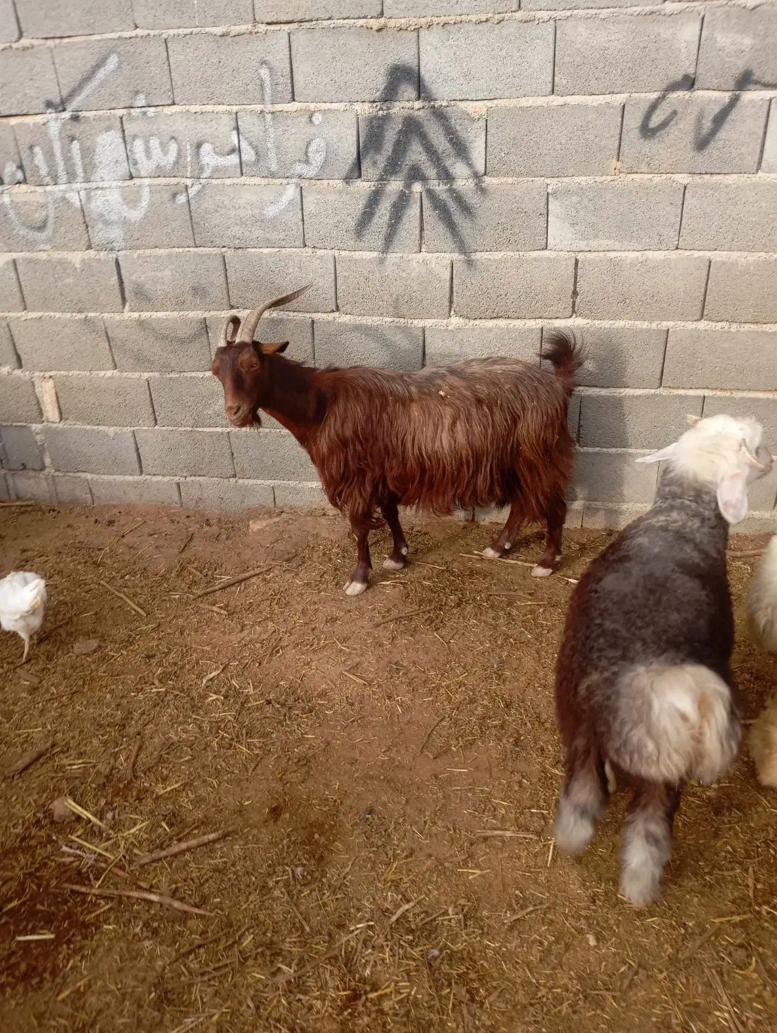 بزز|حیوانات مزرعه|مرودشت, بهارستان|دیوار