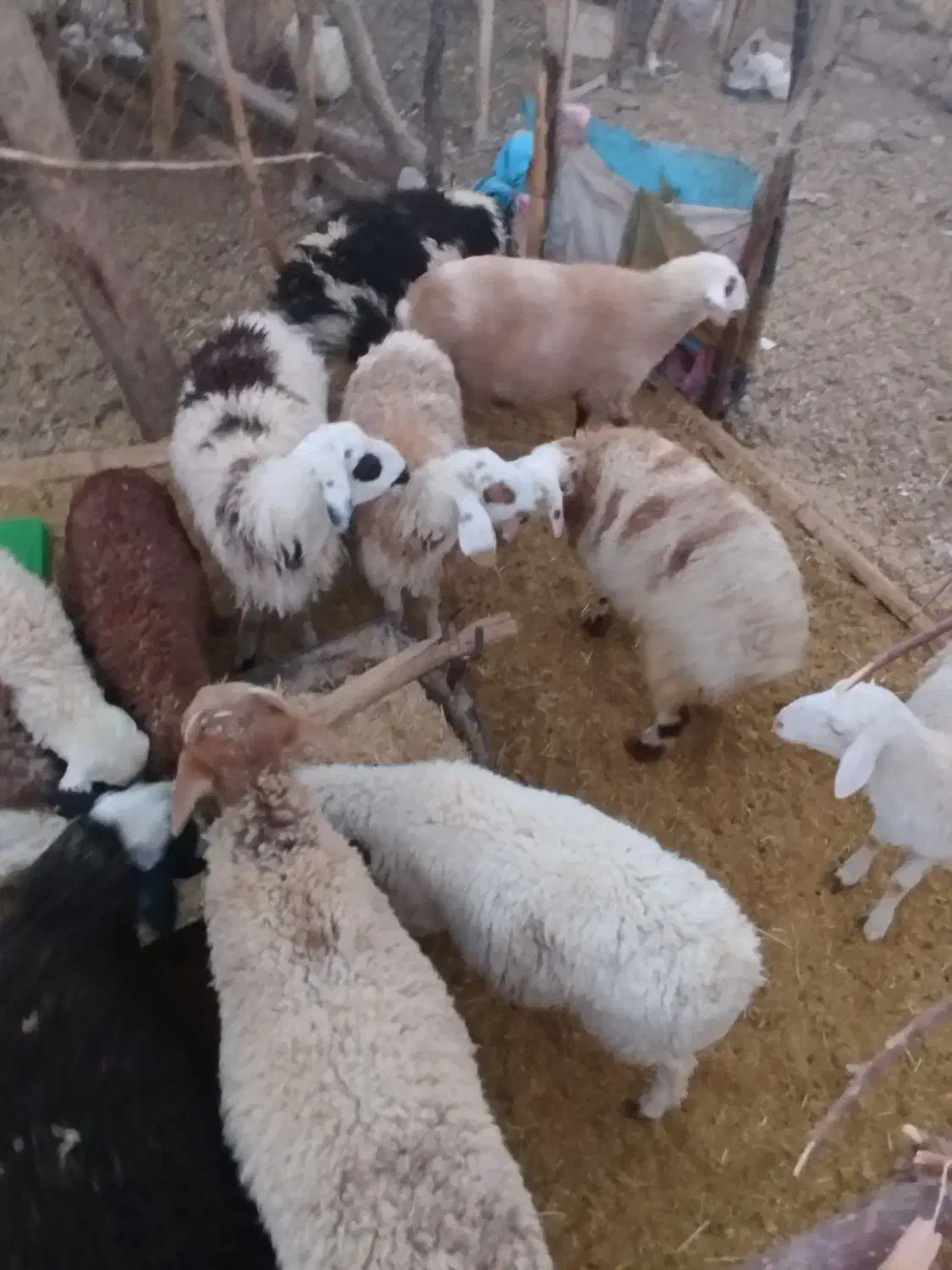 بره . نر .ماده|حیوانات مزرعه|رابر, |دیوار