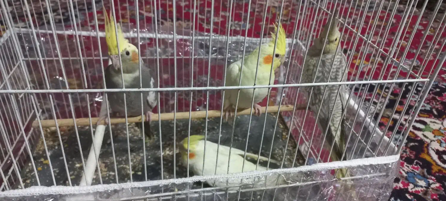 عروس هلندی|پرنده|مشهد, گلبرگ شمالی|دیوار