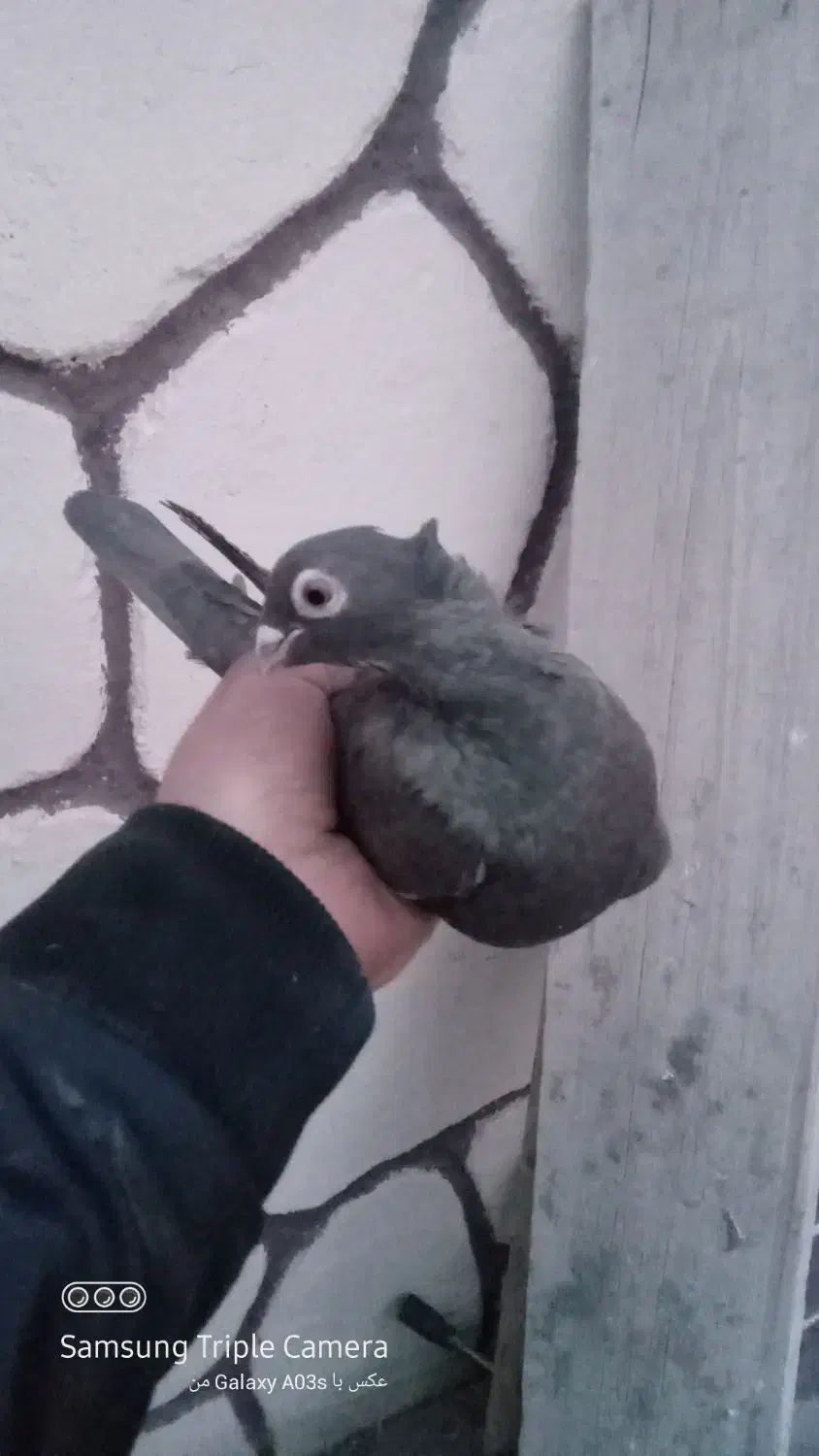 کبوتر ابی|پرنده|باسمنج, |دیوار