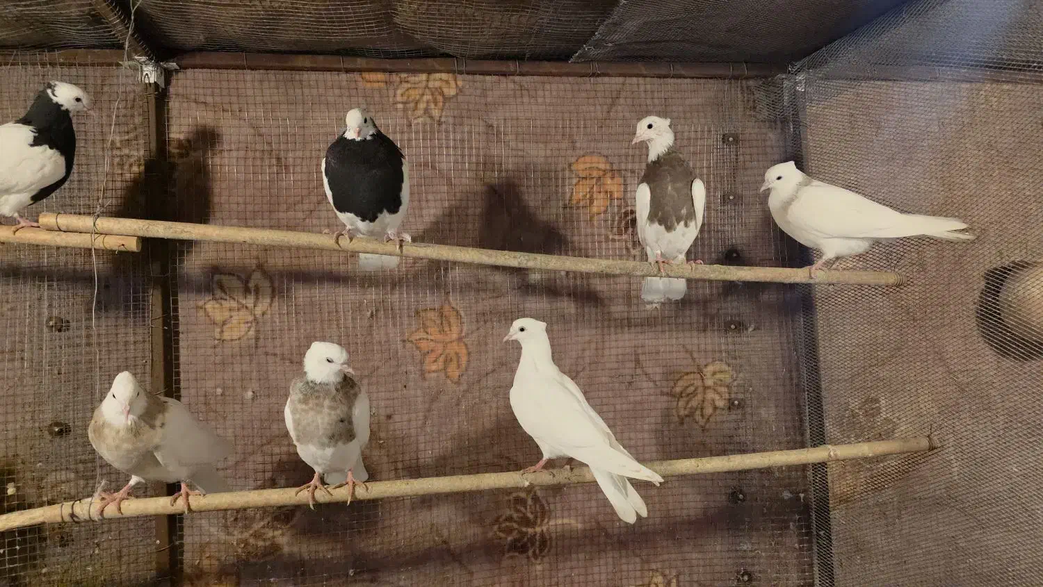 فروش کبوتر طوقی|پرنده|لامرد, |دیوار