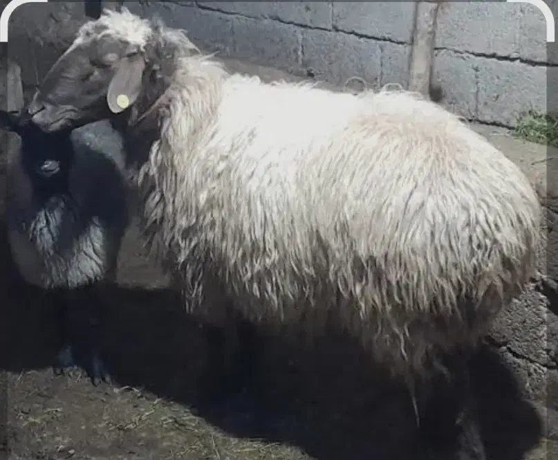 بره پرواری|حیوانات مزرعه|سعدآباد, |دیوار