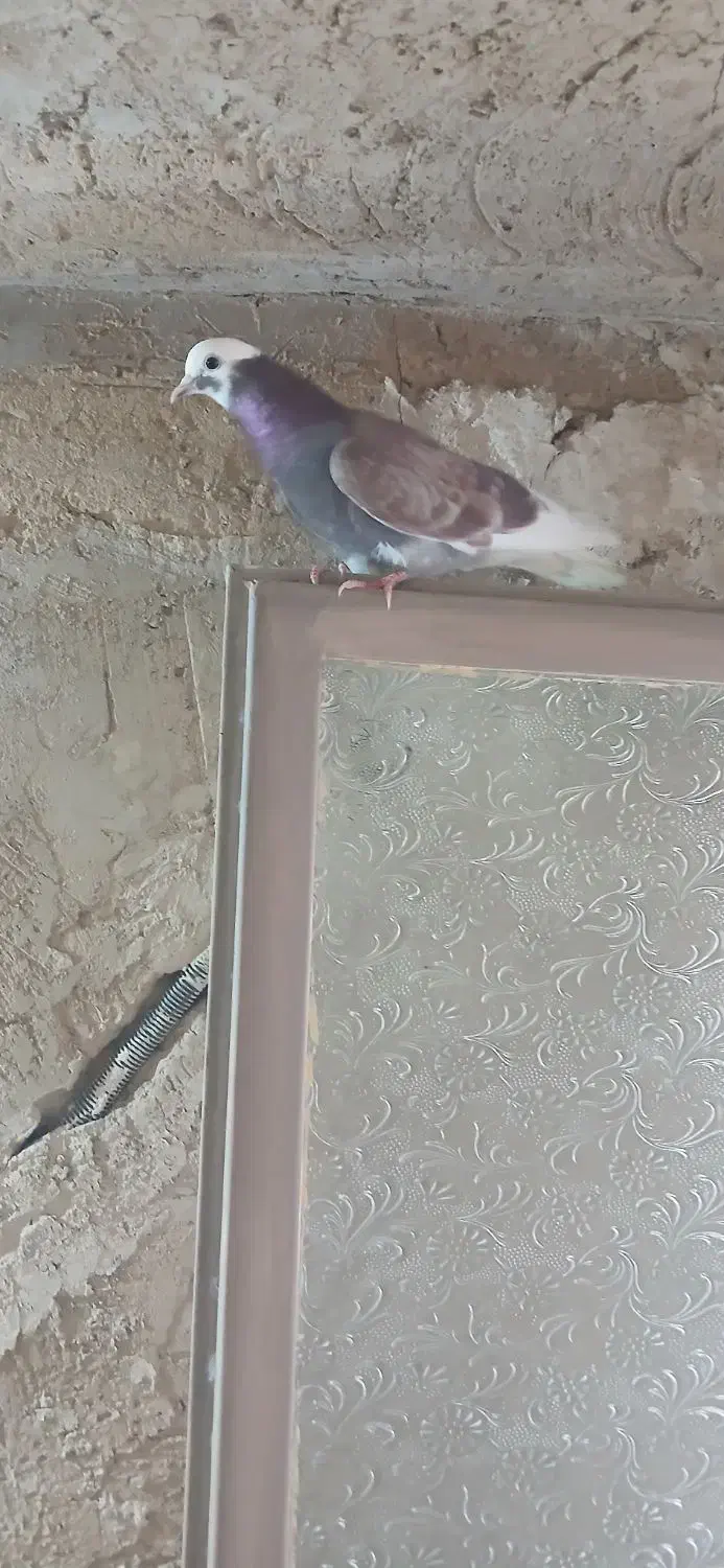 کفتر ماده|پرنده|دلیجان, |دیوار