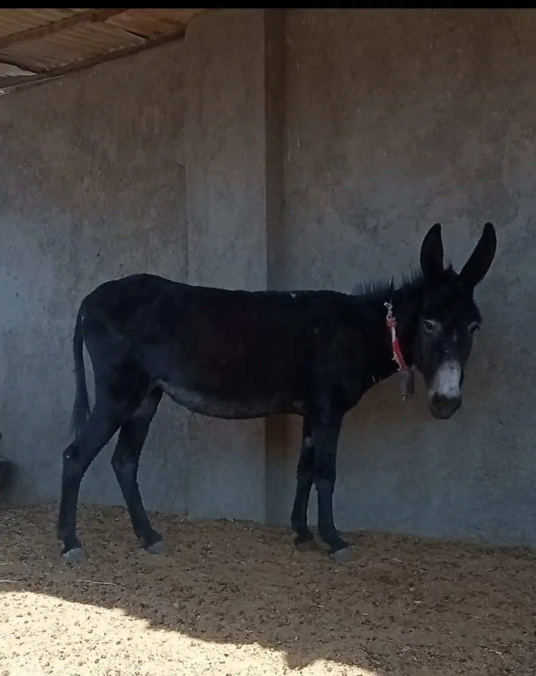 خر الاغ|حیوانات مزرعه|برخوار, |دیوار