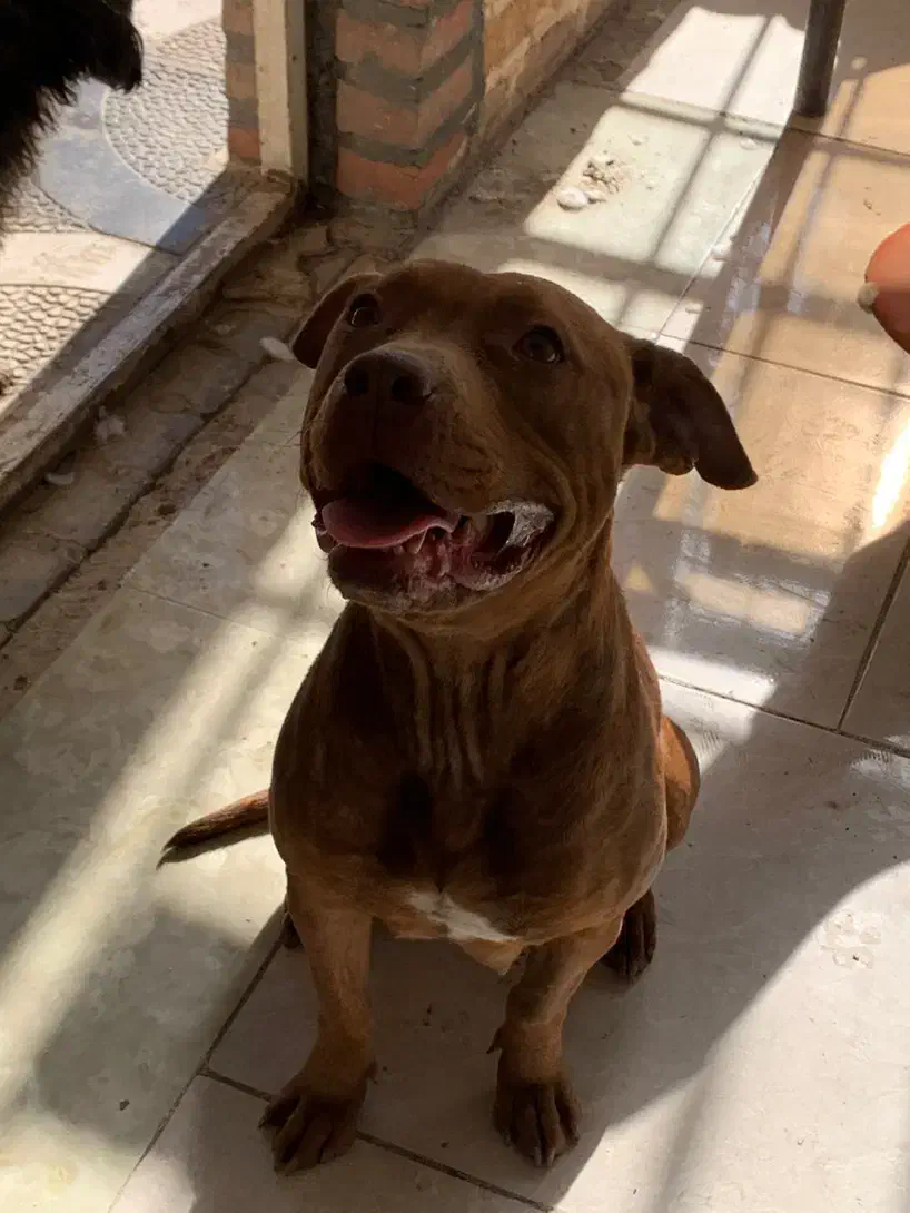 سگ پیتبول|سگ|کرج, کیانمهر|دیوار