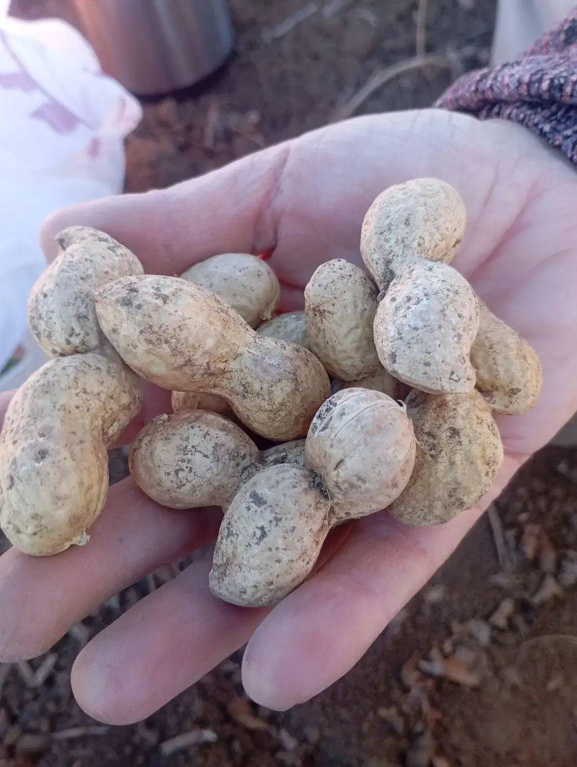 فروش بادام زمینی اطلسی درشت پر مغز|عمده‌فروشی|پارس‌آباد, |دیوار