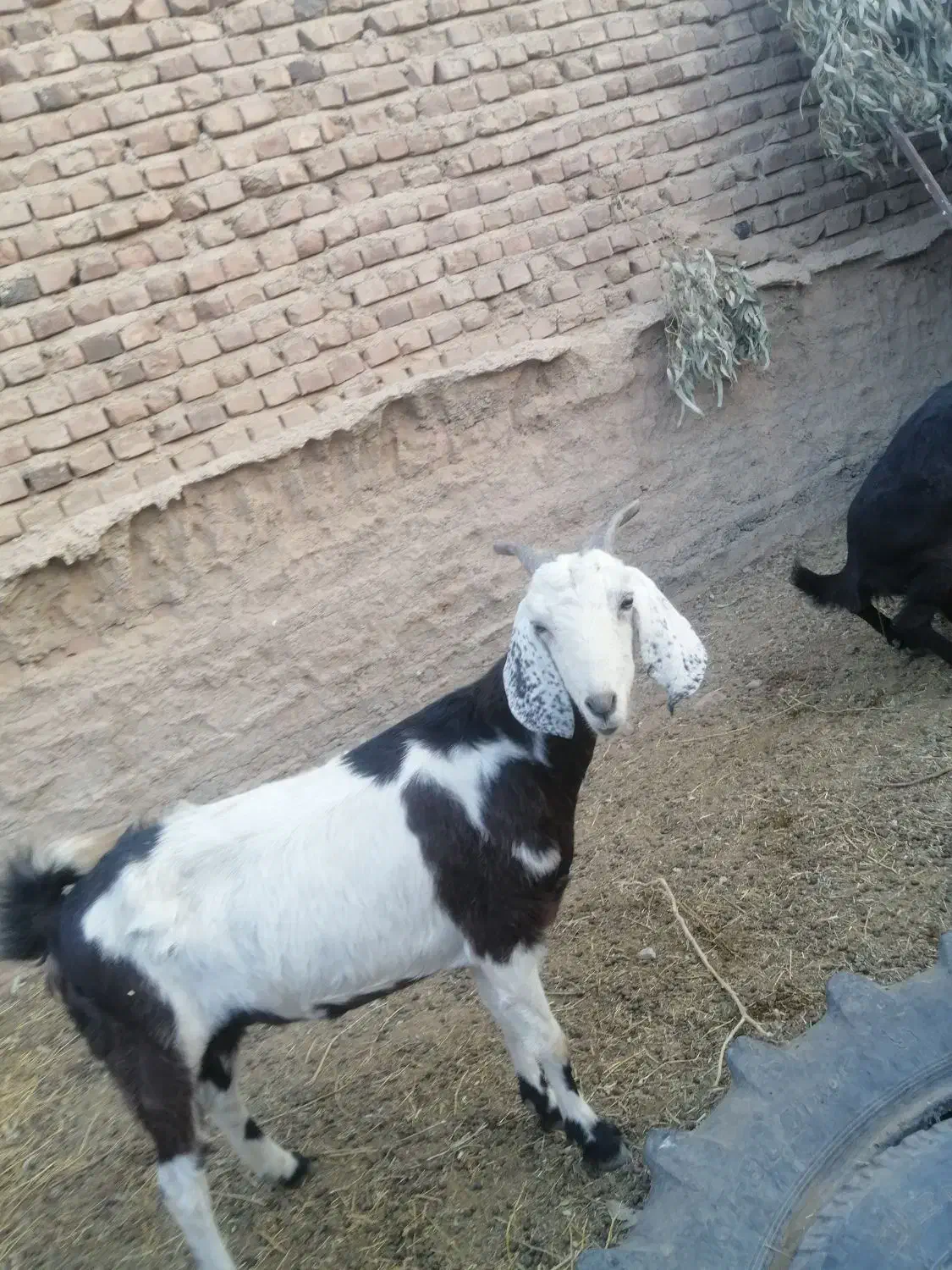 بز پاکستانی|حیوانات مزرعه|زرند, |دیوار