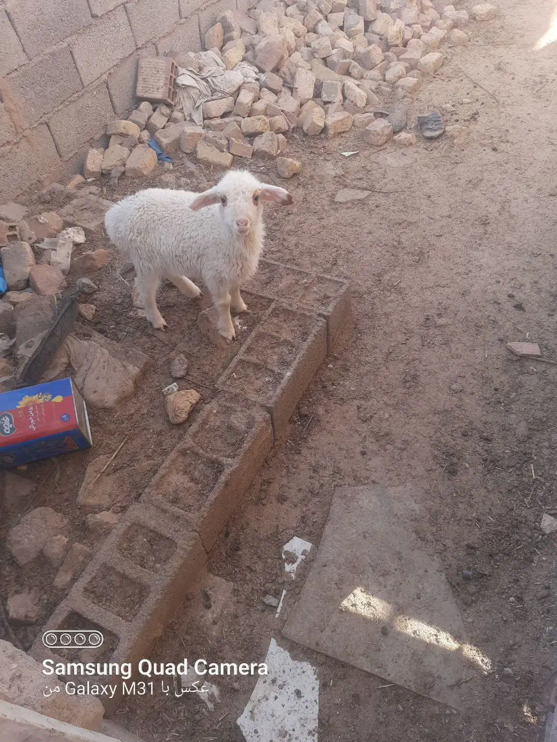 بره ماده|حیوانات مزرعه|زیرکوه, |دیوار