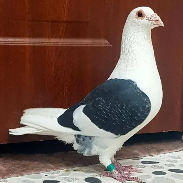 کبوتر دوکت|حیوانات|جهرم, |دیوار