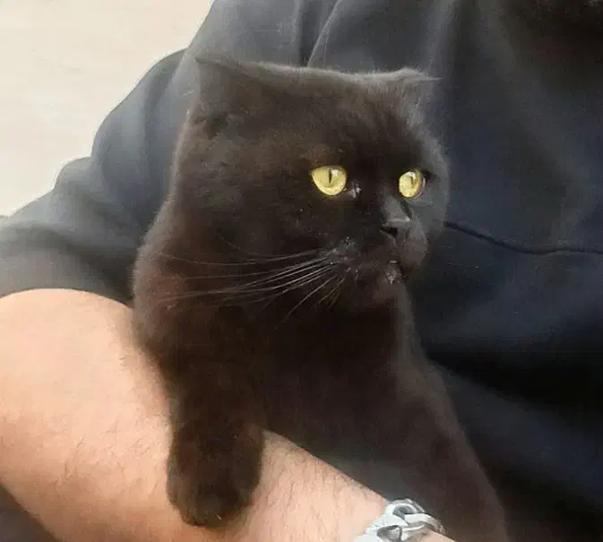 اسکاتیش بلک اصیل|گربه|محمدیه-قزوین, |دیوار