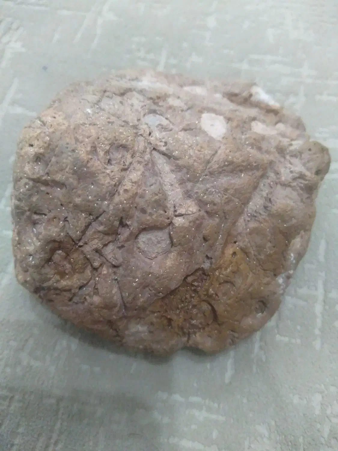 سنگ فسیل|کلکسیون اشیاء عتیقه|سبزوار, قائم|دیوار