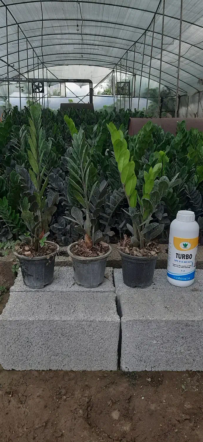 زاموفیلیا|گل و گیاه طبیعی|بابل, |دیوار