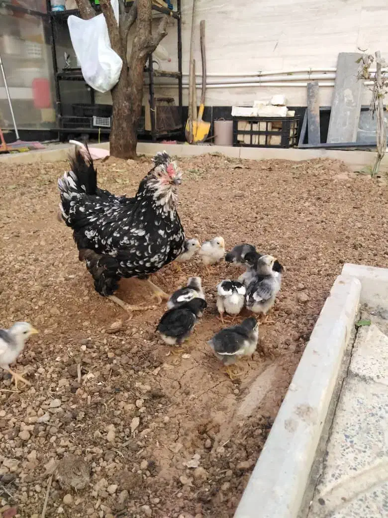 جوجه مرغ و خروس گلین اصل|حیوانات مزرعه|شیراز, شهرک گلستان|دیوار