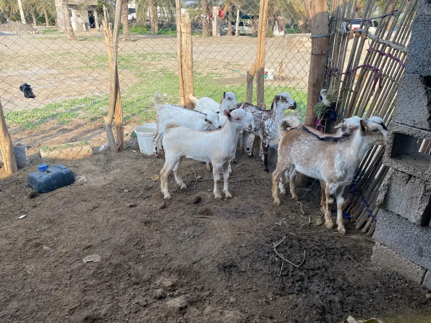 کهره|حیوانات مزرعه|تخت, |دیوار