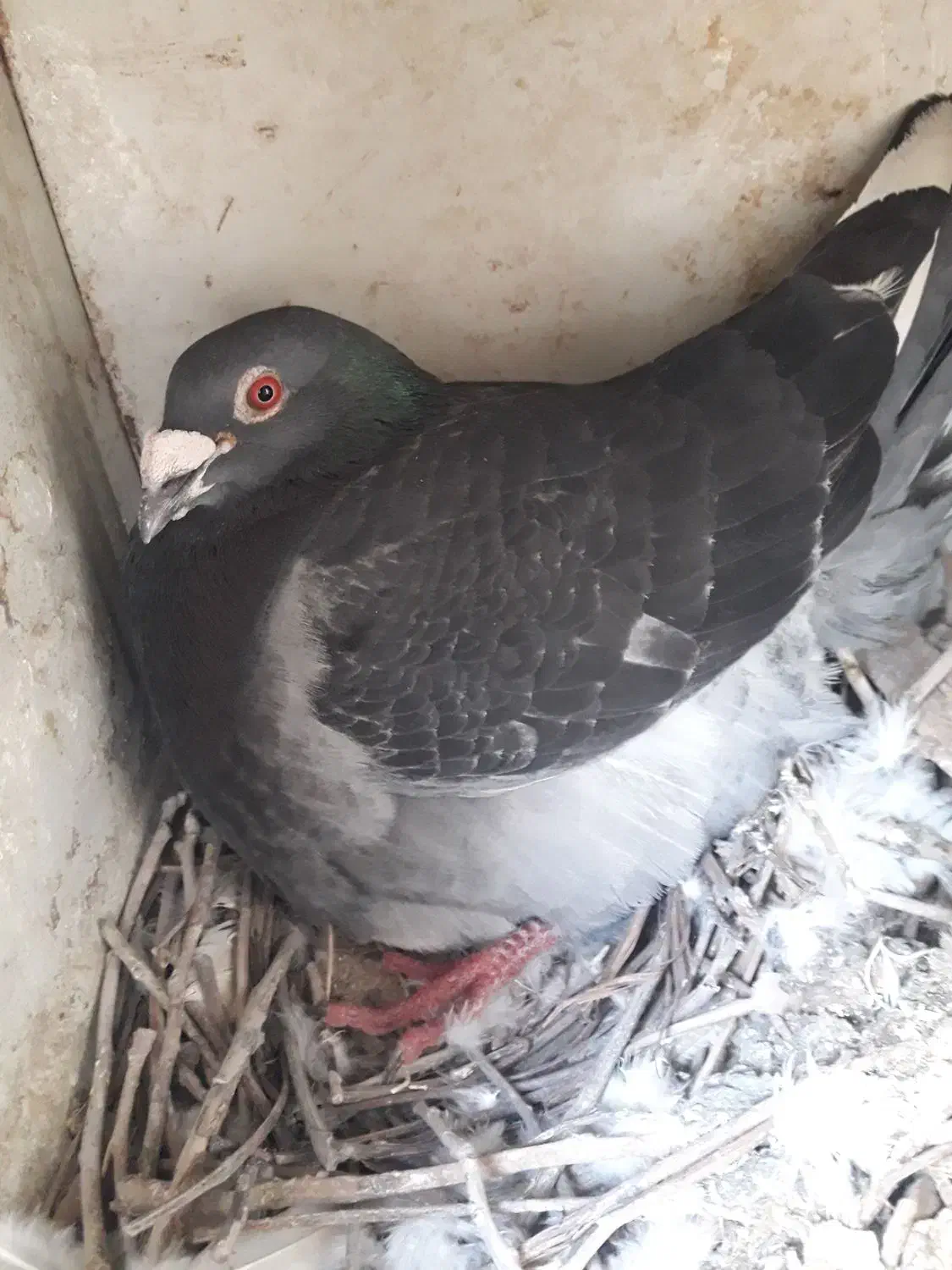 پلاکی اصل|پرنده|لردگان, |دیوار