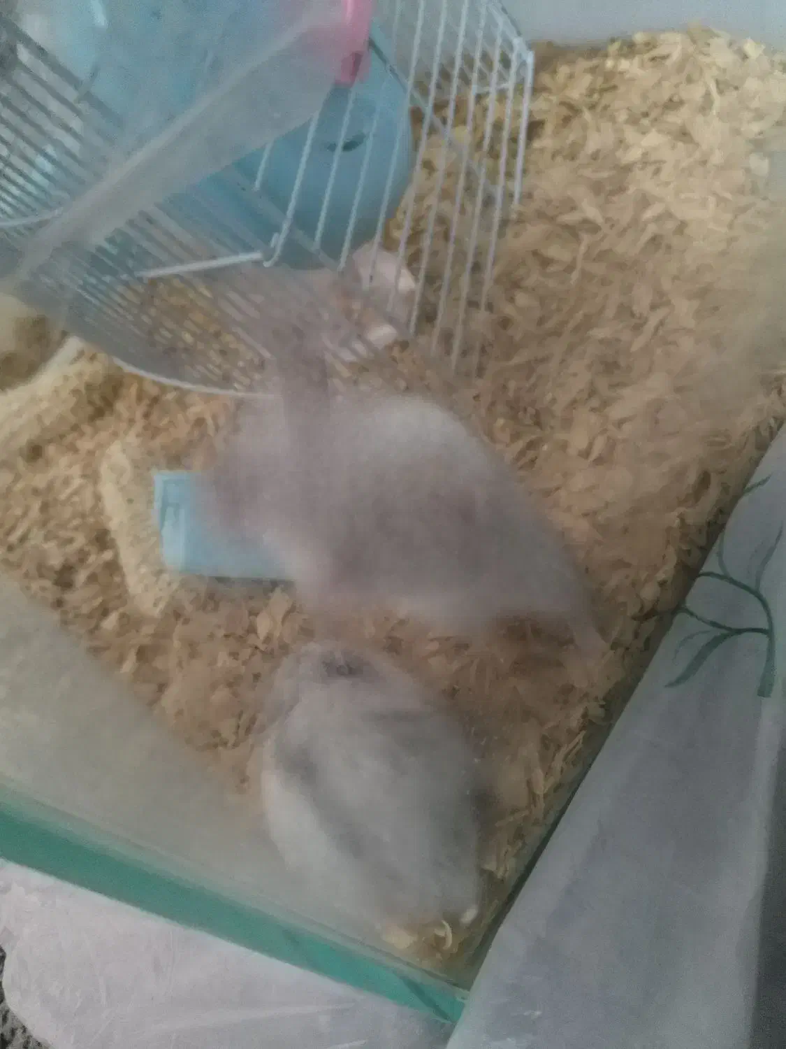 همستر سفید و مشکی|موش و خرگوش|تهران, خواجه نصیر طوسی|دیوار