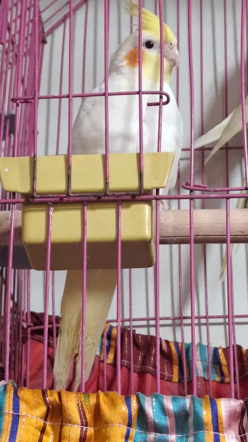 عروس هلندی|پرنده|اسلامشهر, مظفریه|دیوار