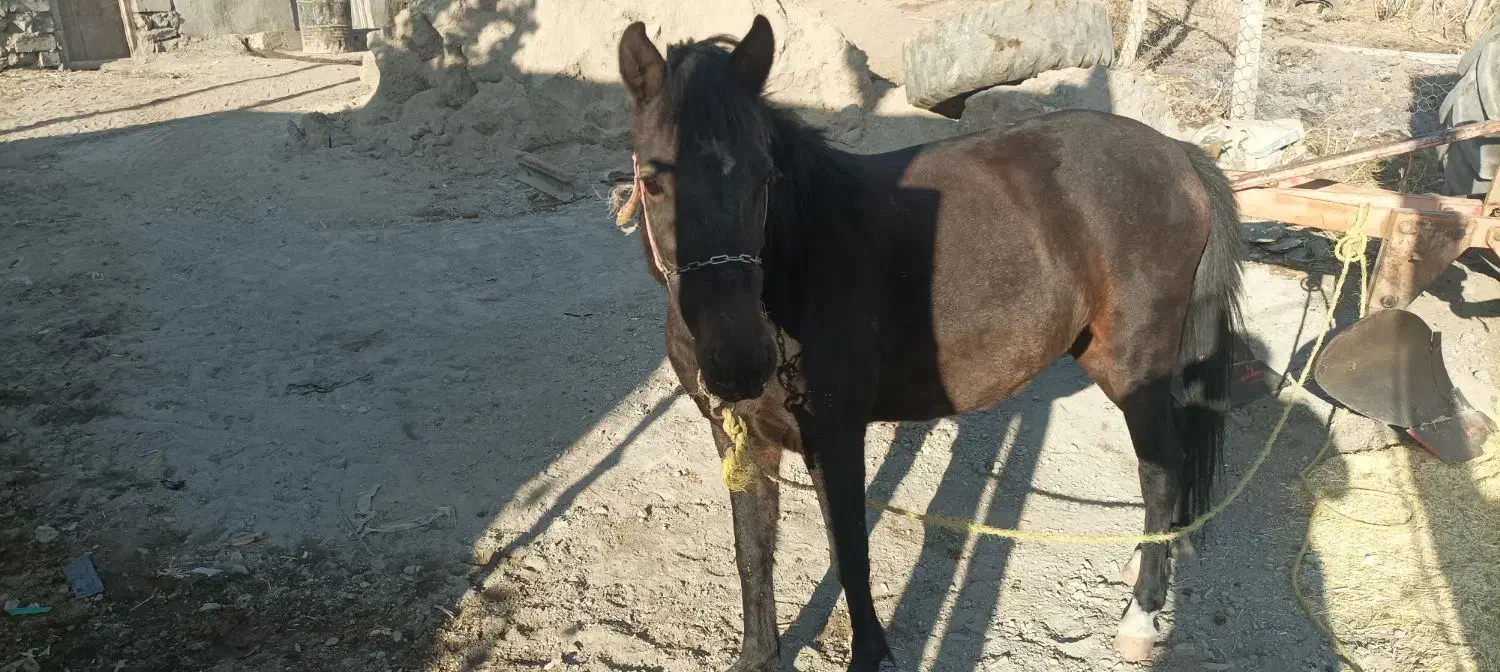 اسب مادیان ۳ساله|اسب و تجهیزات اسبسواری|هشترود, |دیوار