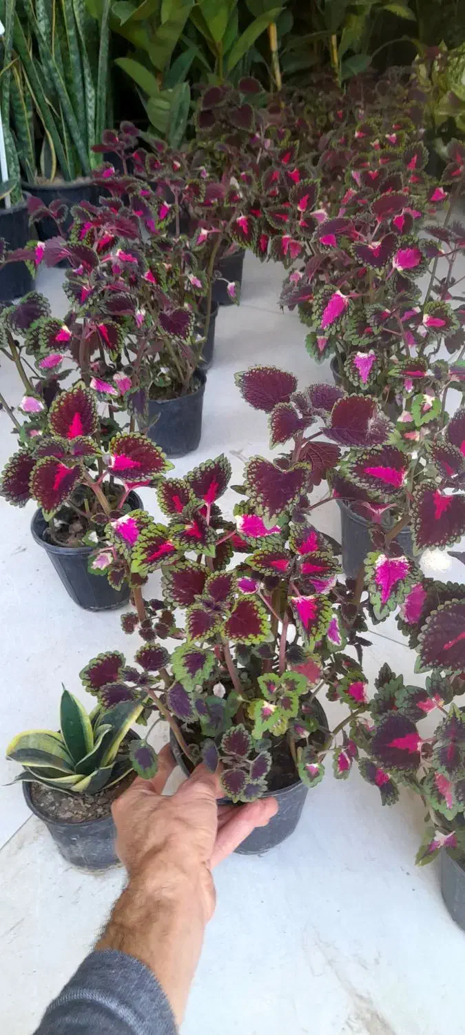 حسن یوسف پُر شاخ و برگ|گل و گیاه طبیعی|قم, نیروگاه|دیوار