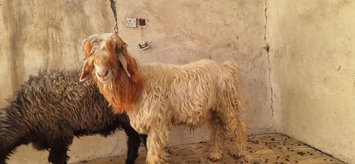 قوچ گله|حیوانات مزرعه|مسجد سلیمان, |دیوار