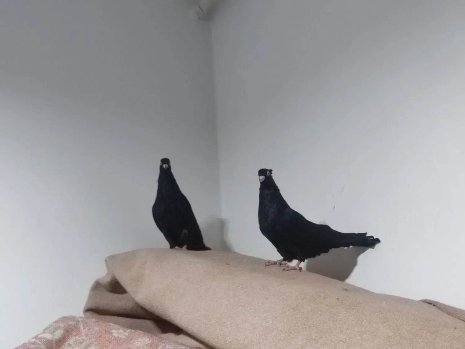 یک جفت کبوتر زاغ گمشده|حیوانات|رامهرمز, |دیوار