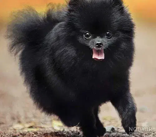 سگ پیدا شده|سگ|سبزوار, سیادتی|دیوار