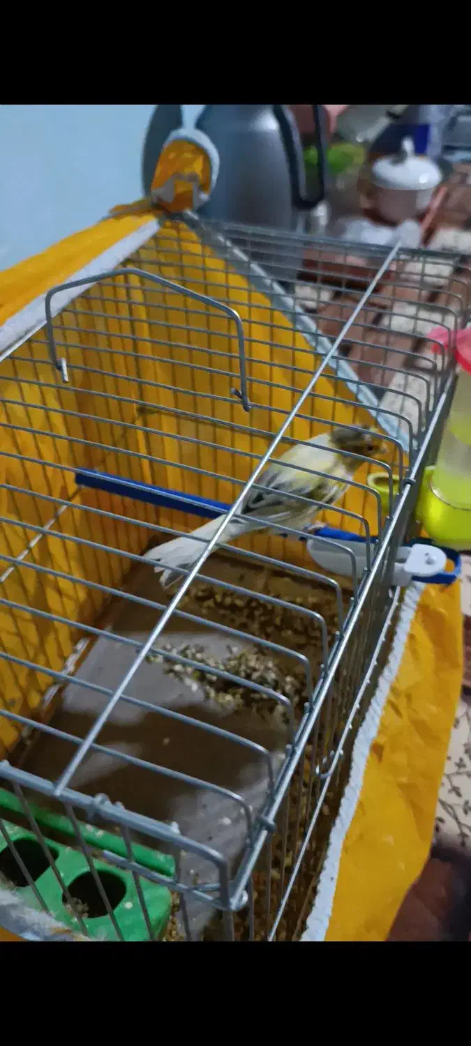 فروش فوری تعدادی قناری|پرنده|پاسارگاد, |دیوار