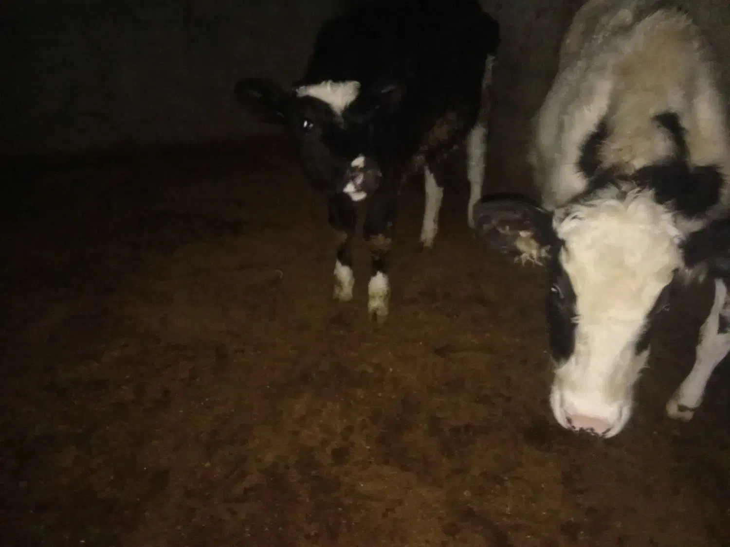 گوساله|حیوانات مزرعه|فاروج, |دیوار