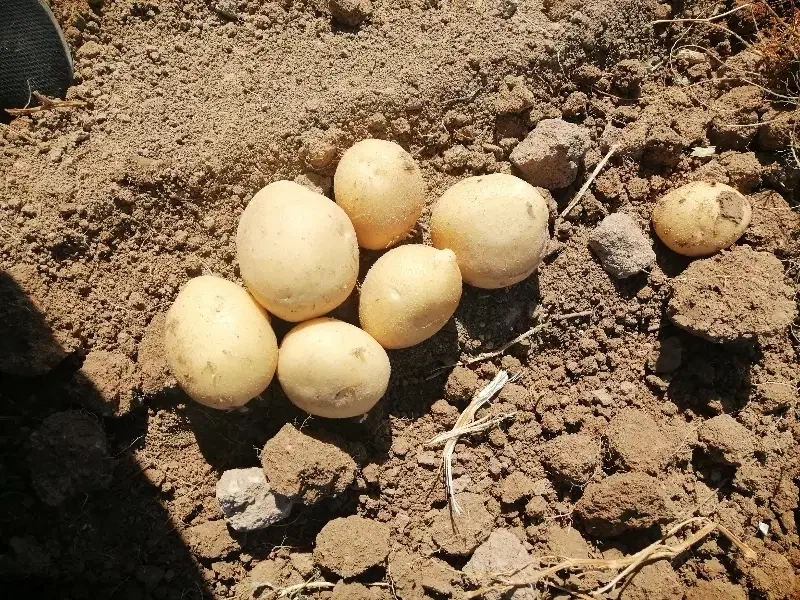 سیب زمینی بذری|عمده‌فروشی|اقلید, |دیوار