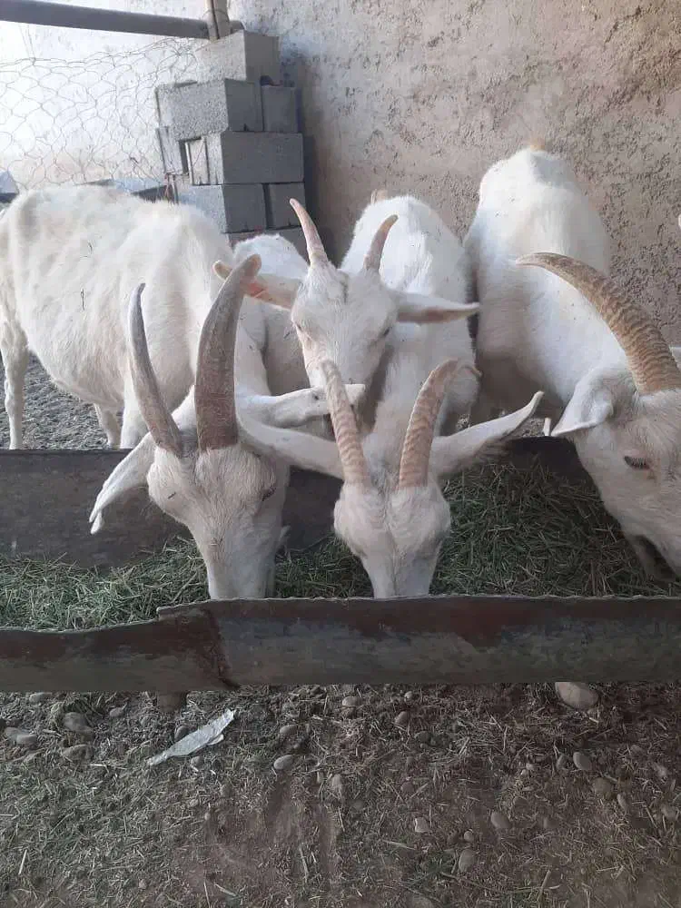 بزسانن. فرانسوی|حیوانات مزرعه|شیراز, بهارستان|دیوار