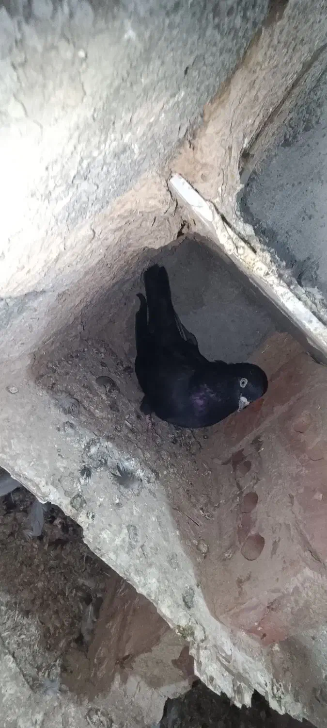 ۴عدد کبوتر پرشی کله ای ها جفت اون یکی ها نر|پرنده|بکتاش, |دیوار