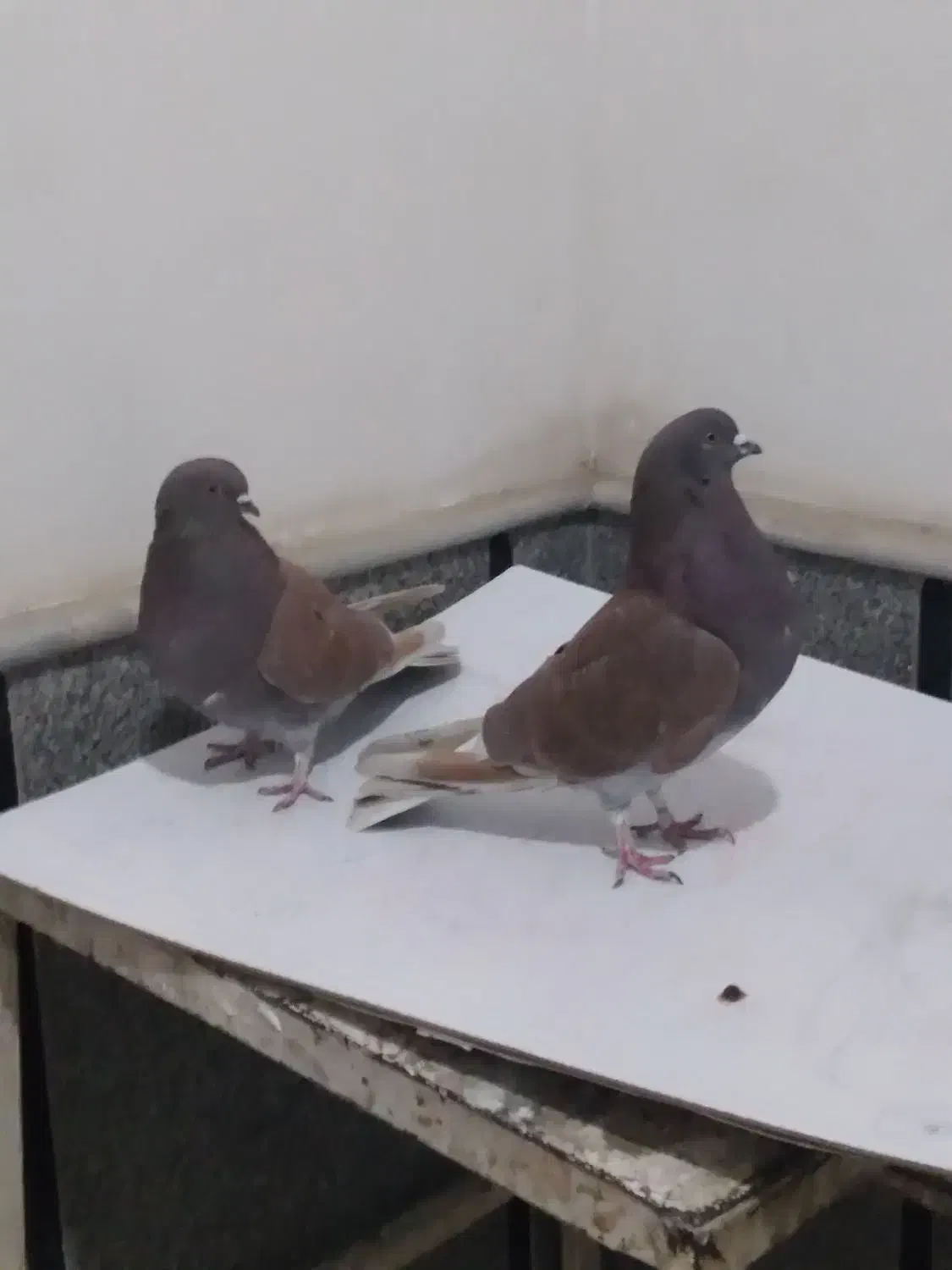 کبوتر پرشی|پرنده|قم, بکایی|دیوار