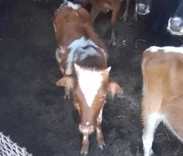 گوساله ماده|حیوانات مزرعه|صادق آباد, |دیوار