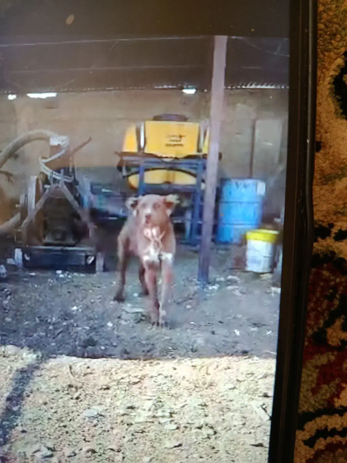 یه جفت توله قدرجونی ۶ماه سرخ|سگ|زرقان, |دیوار