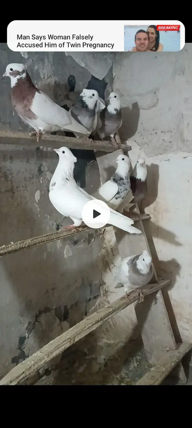 کبوتر|پرنده|دیواندره, |دیوار