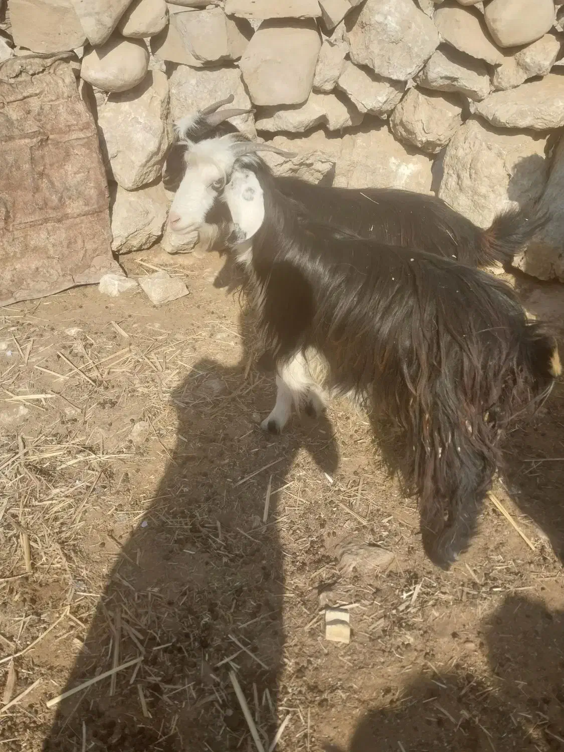 تیشتر بز بیگ|حیوانات مزرعه|مسجد سلیمان, |دیوار